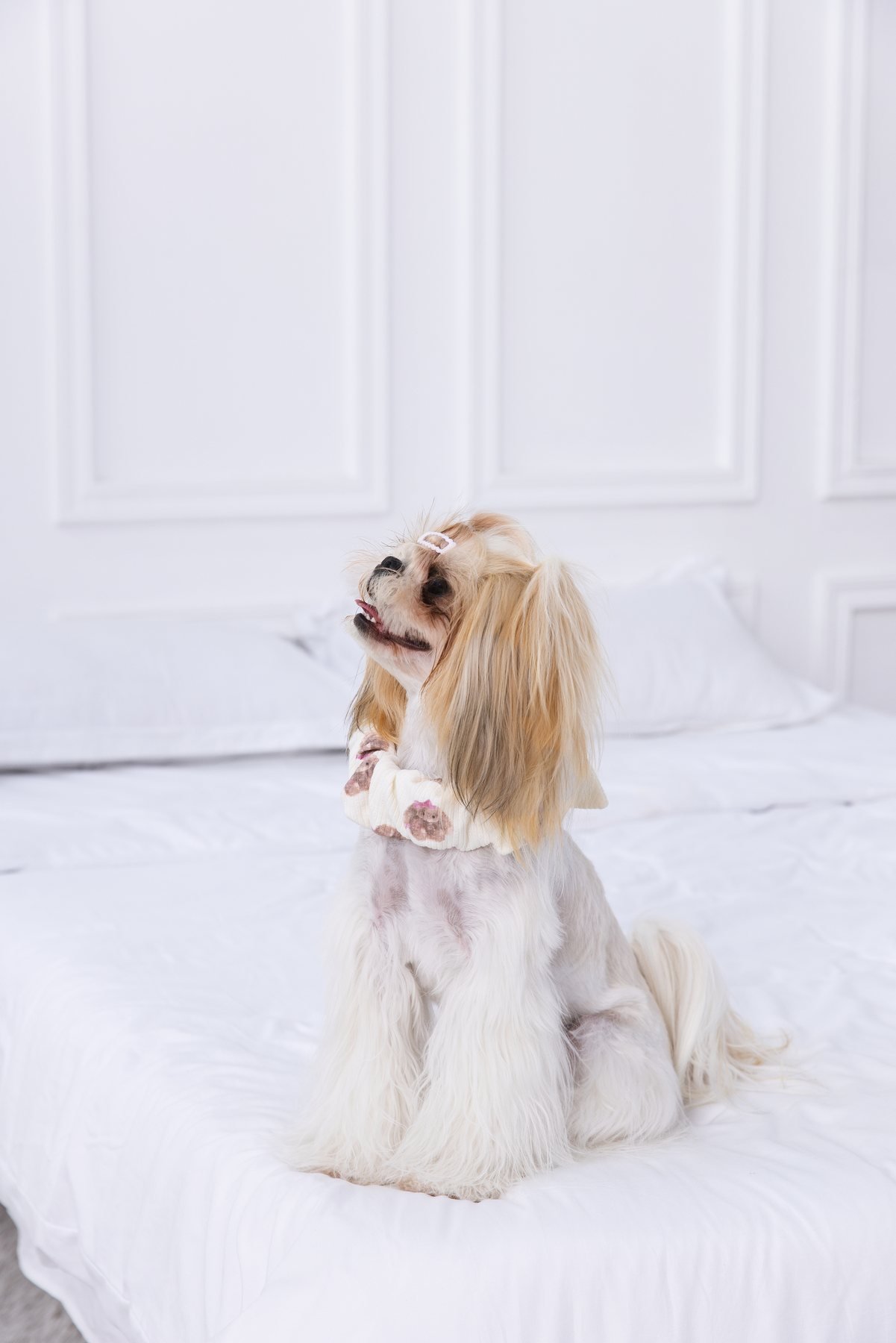 Cocoa Pup Picnic Off-Shoulder Lounge Set