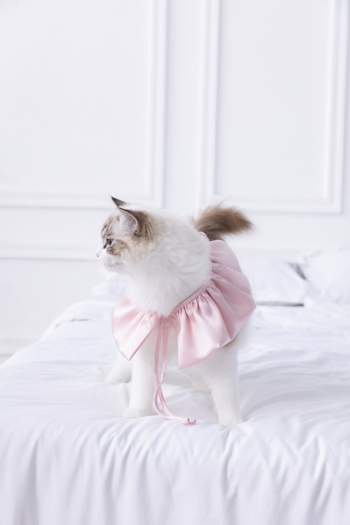 Rosé Moonlight Satin Halter Lounge Set