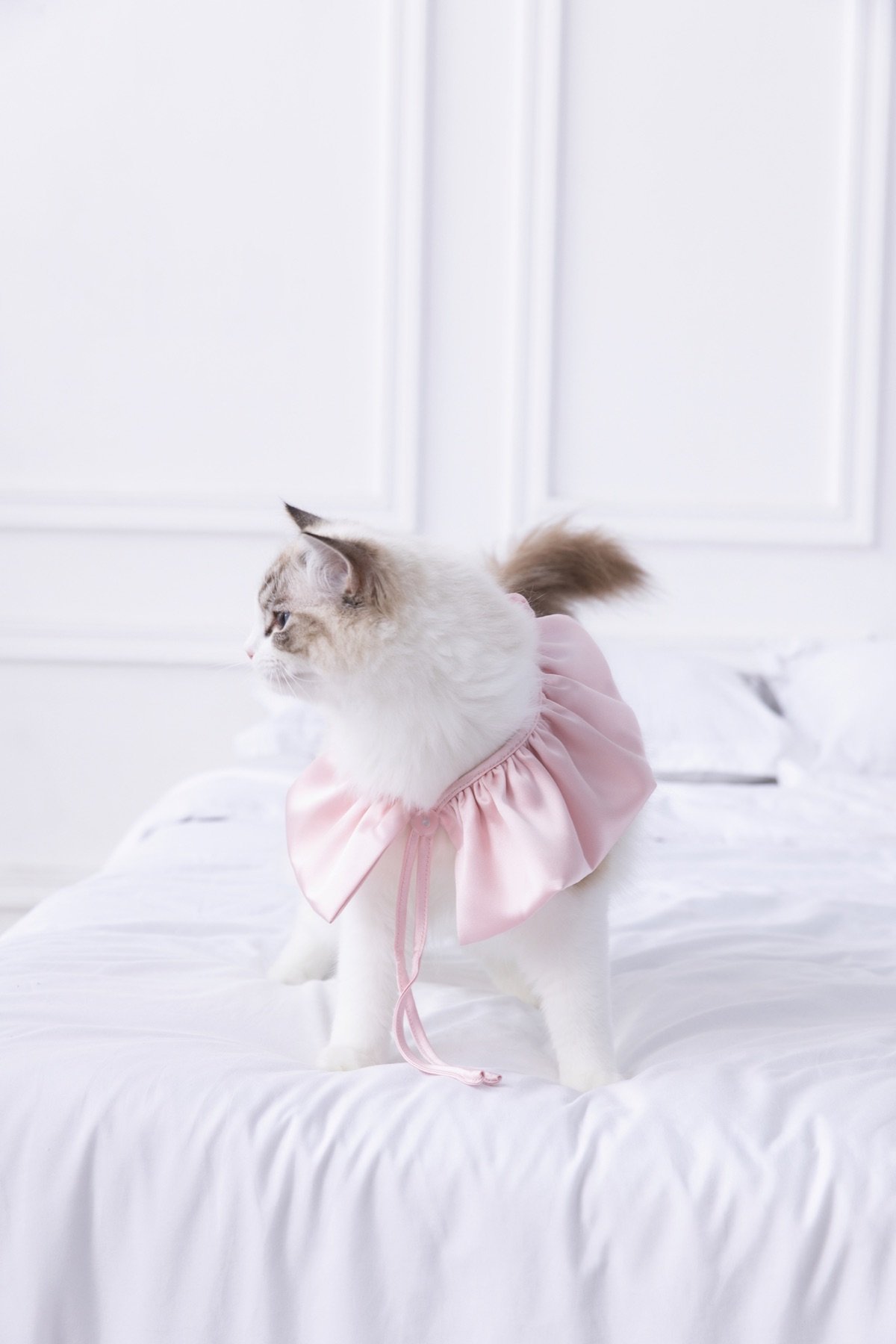 Cat in pink satin cape
